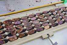 Gobernación y SENA conforman panel de catadores de cacao