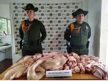 75 kilos de carne de cerdo fueron decomisados en operativo de control a expendios