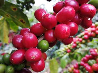 Noroccidente del Huila contará con laboratorio para calidad de café, gracias al gobierno “Huila Crece”