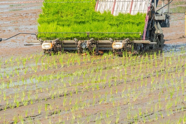 Proyecto de investigación en trasplante de arroz busca hacer más competitivos a los pequeños arroceros huilenses