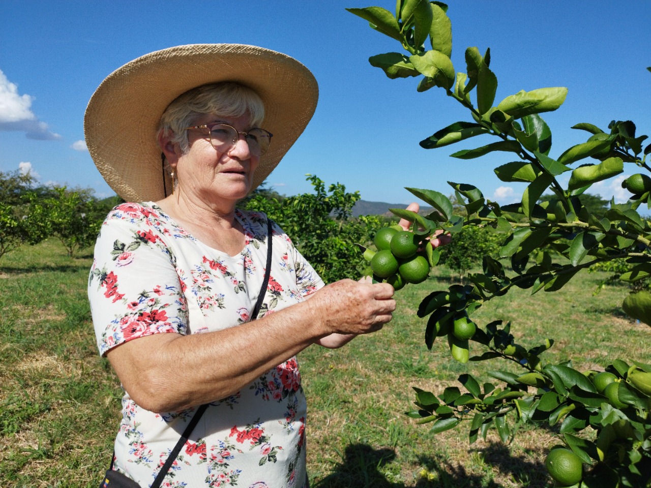 Familias productoras de limón en Yaguará le apuntan a exportar la fruta con apoyo del gobierno “Huila Crece”