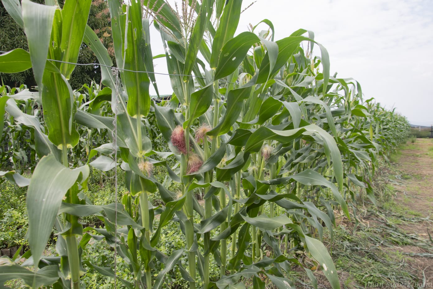 Vence los plazos para siembras de maíz durante el primer semestre de 2022 en el Huila